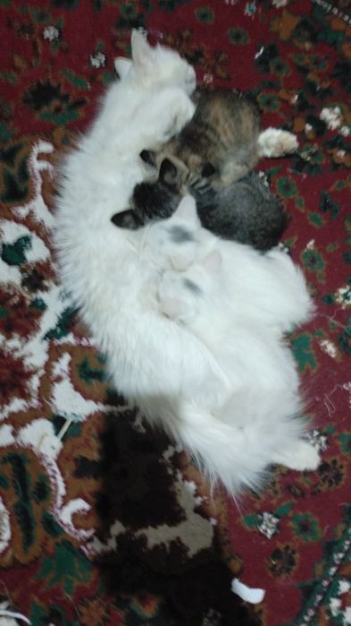 Мушук болалари сотилади Эгасини номери Мушук болалари сотилади