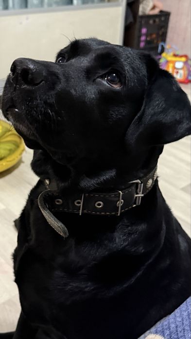 Продам лабрадора 4 года