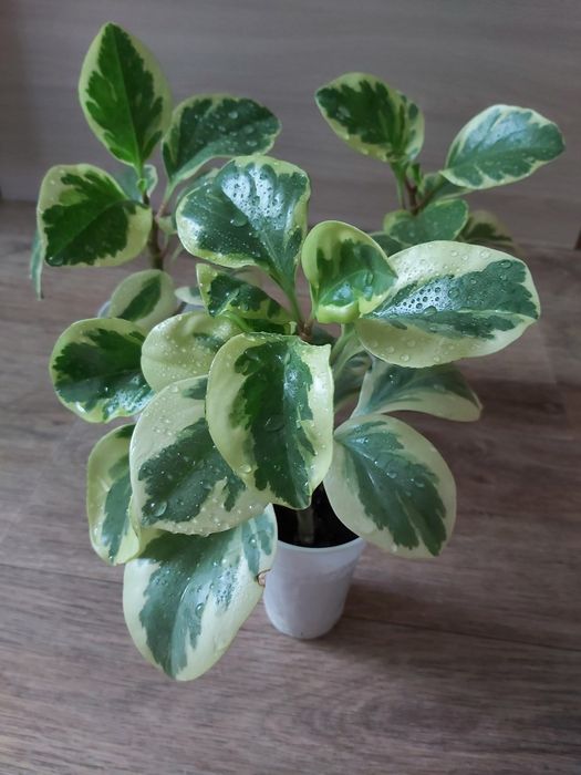 Комнатные цветы  Пеперомия вариегатная