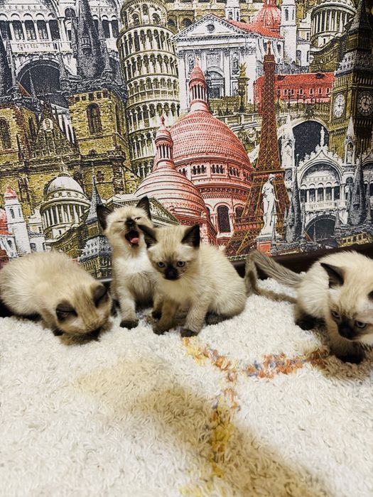 Сиамские котята маленькие