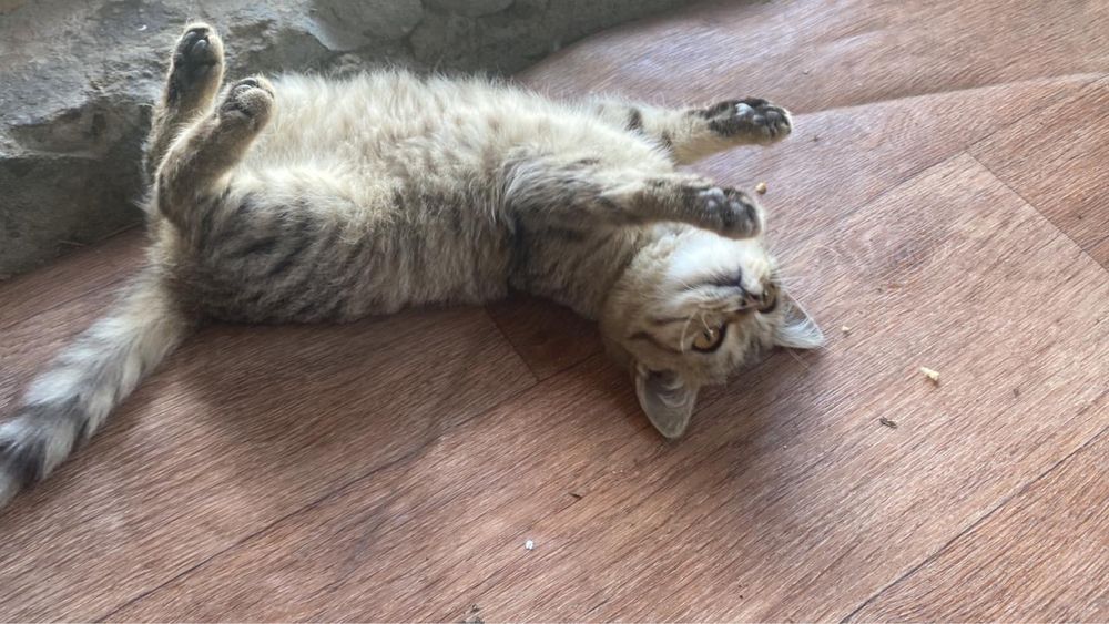 Коротконогая порода не растет карликовая порода зовут мышка полгодика