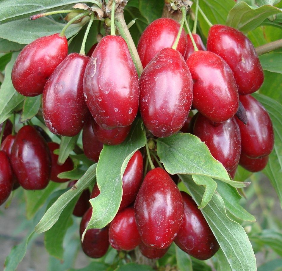 Arbusti fructiferi (Cornus Mas  )