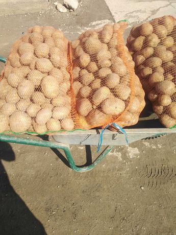 Cartofi consum sortat in saci de 20 kg
