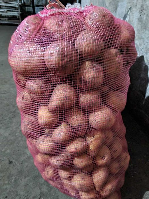 картофель сорт гала желтый