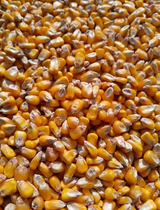 Porumb boabe de vanzare