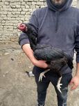 Dakan tovqqq zotli narsa