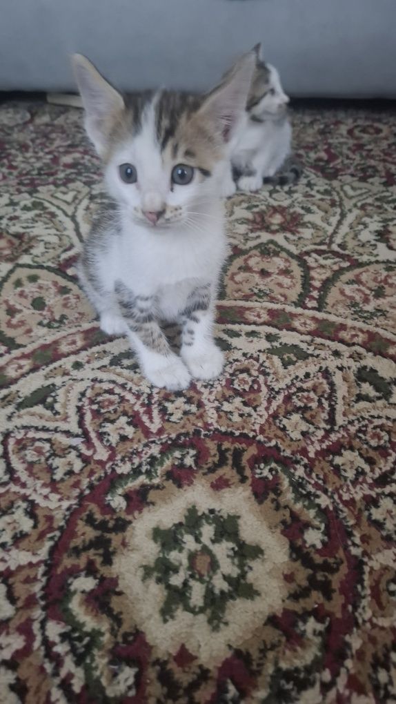 Полубенгальсие котята