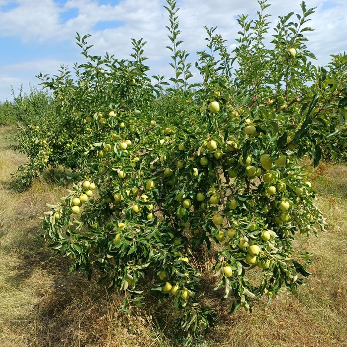 Vând mere golden 3,5 lei kg  la cantități mari negociem