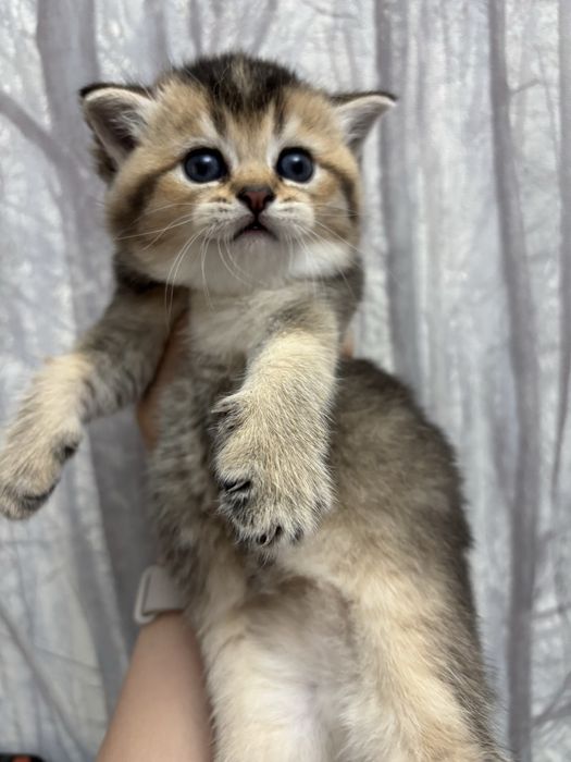 Котята золотая шиншилла