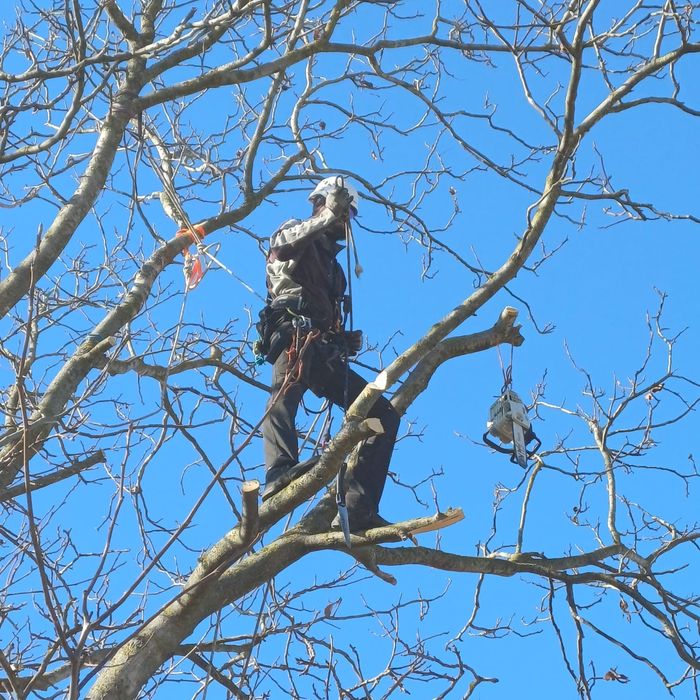 Alpinism utilitar, reparatii acoperis, demolat horn si toaletat copaci