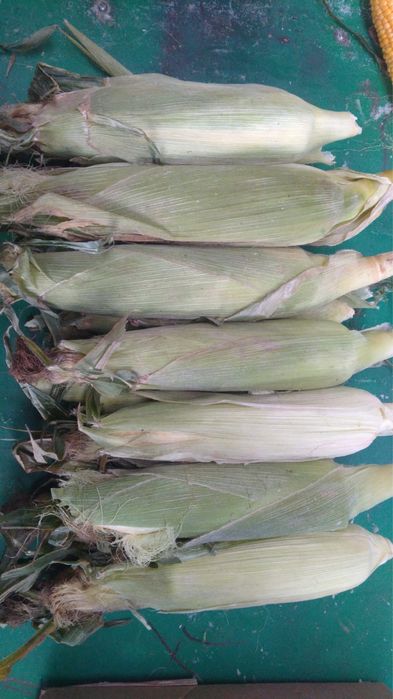 Кукуруза свежая