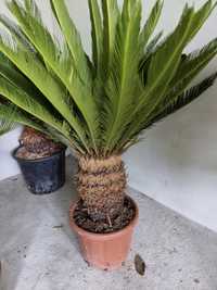 Vindem palmieri trachycaptus