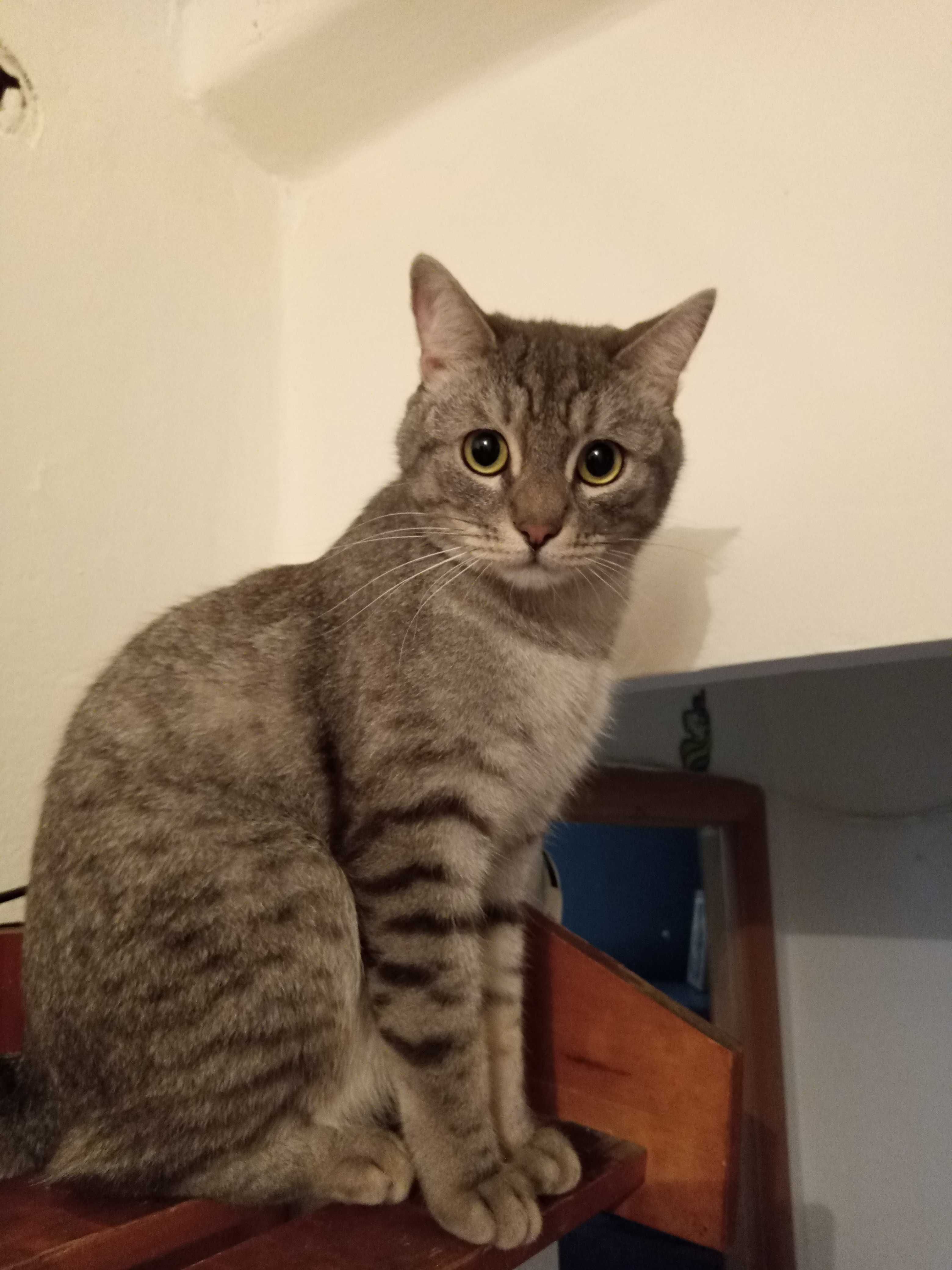 Срочно! Кот. Лоток знает,блох нет