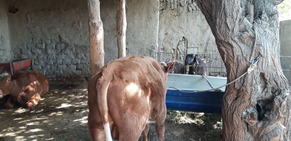 Gibrid buqa boqishga tayyor 6 oylik