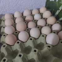 Оплодени яйца от австралорп, голошийки, селски