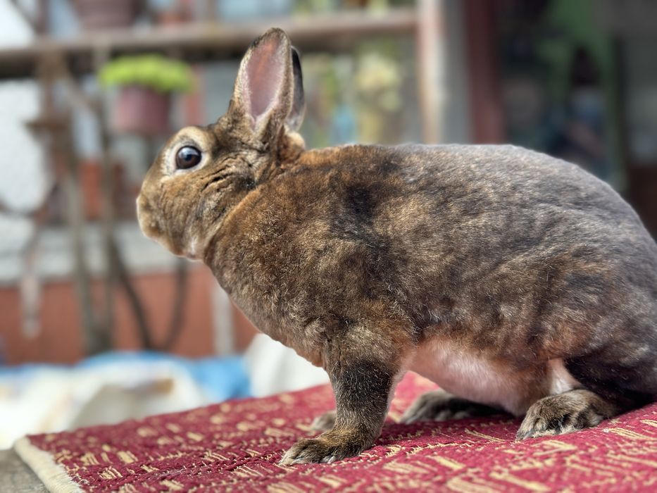 De vânzare mascul  Rex Pitic!