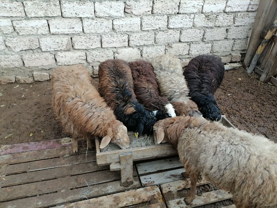 Тоқты Қошқарлар семіз 70