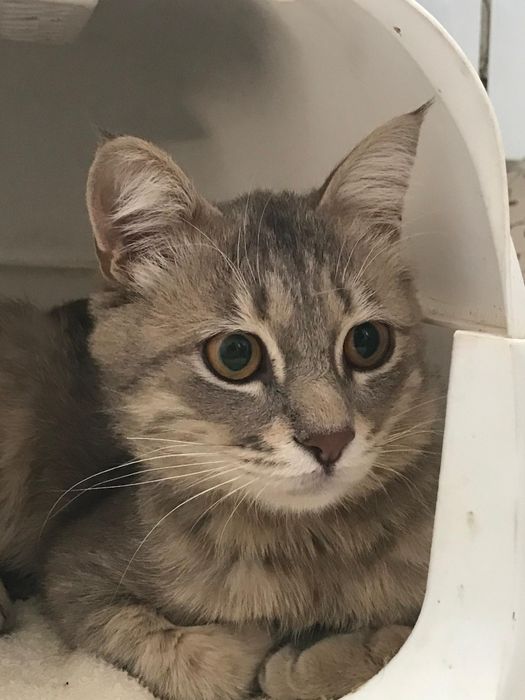 Кот(Пушок) читайте описание пожалуйста