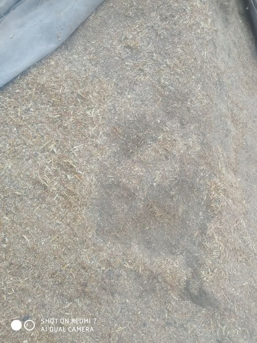 Продам отходы чечевичные