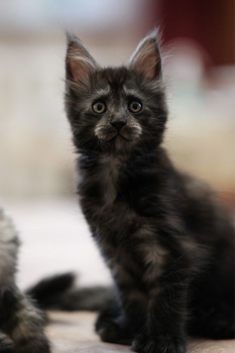 Котята мейн кун полидакты