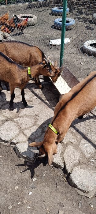Vind pereche alpine franceza