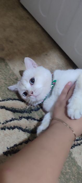 Vyazkaga qiz mushuklarni taklif qilamiz