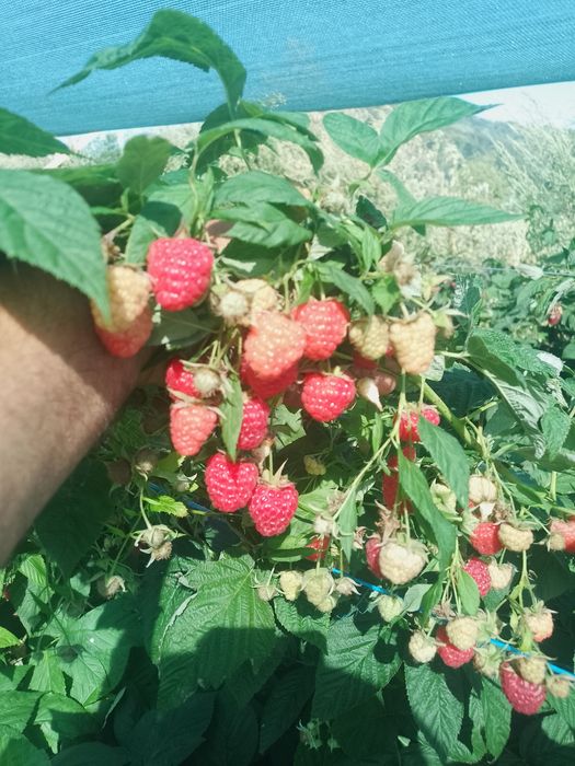 Zmeură 35 lei kg