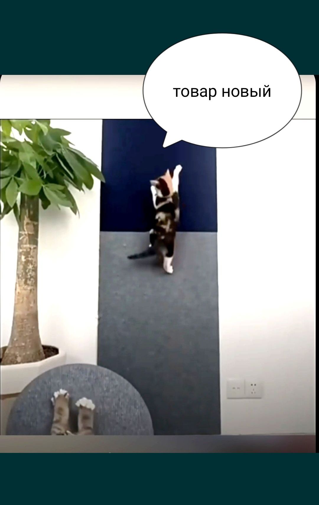 Когтиточка для котов кошек котят