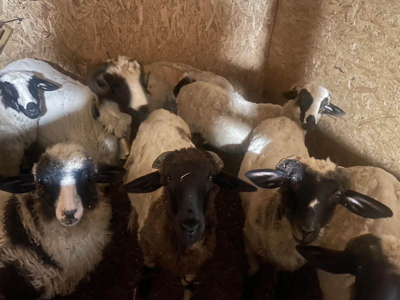 7 mieluțe și un berbecuț