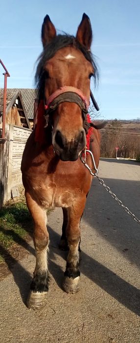 Cal de 3 ani Boghis Sālaj