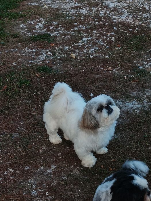 Pui shih tzu Panda Line