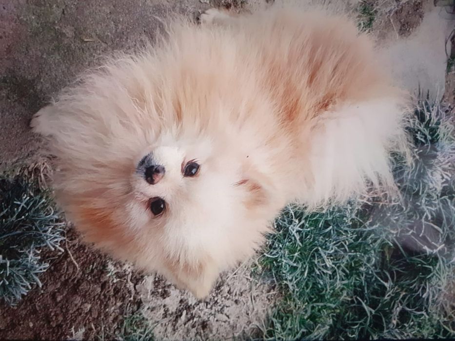 Vând cățel de Pomeranian ...