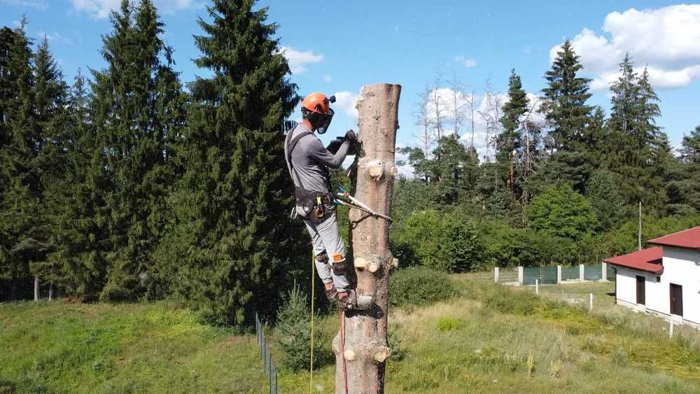 Рязане сечене подрязване на опасни дървета - Арборист
