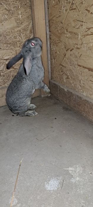 Iepuri masculi 8 luni