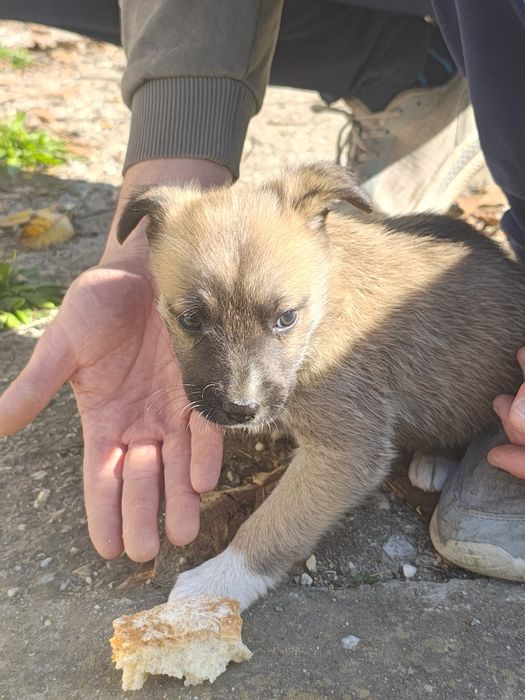 Cățeluși adorabili oferiti spre adopție