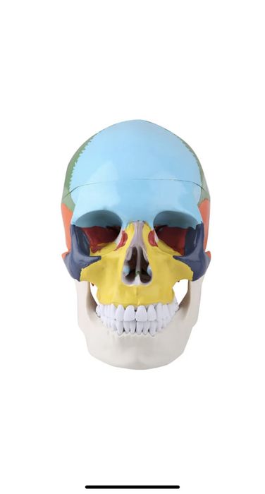 Череп анатомия / Череп для изучение