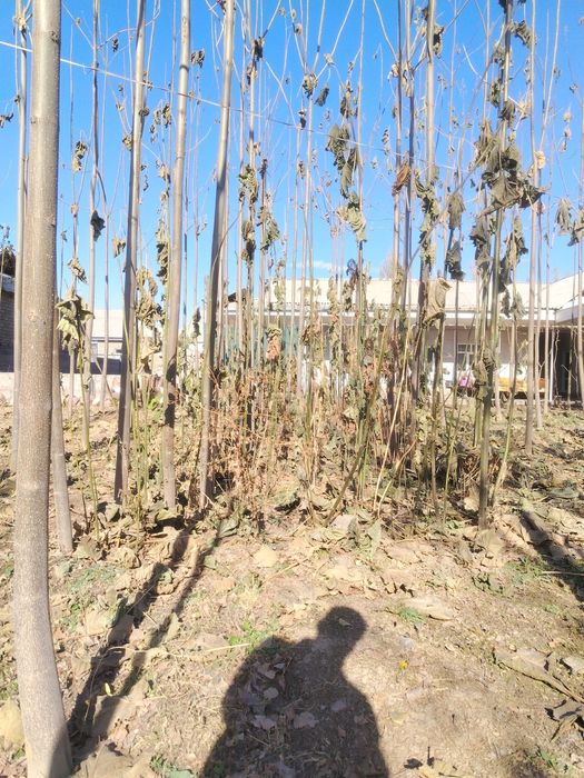 Павловния ку'чатлари сотилади.