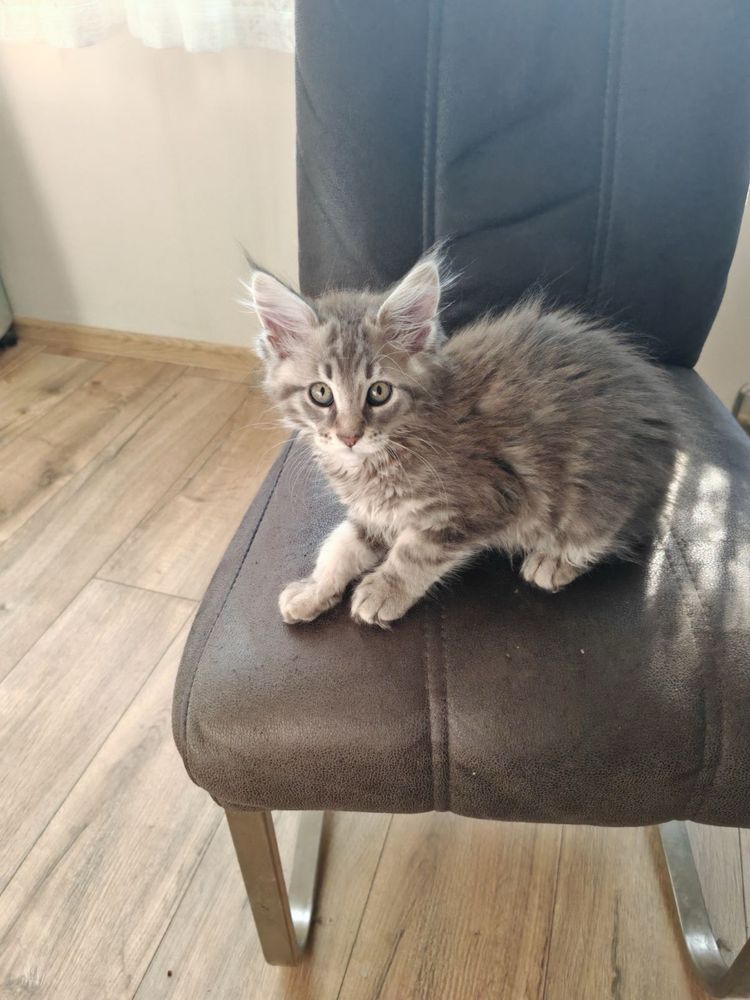 Мейн Кун/Maine Coon/котенца/коте/котки
