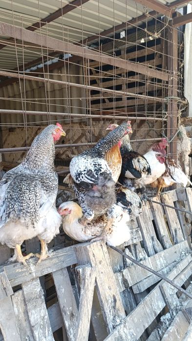 Породистые петухи