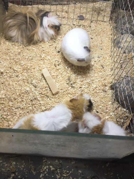 Марскойсвинка маладойлари