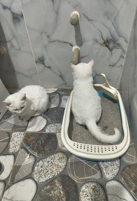 Као Мани,Лапуски мои