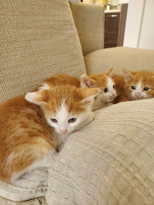 Три домашни червеникави котенца търсят дом
