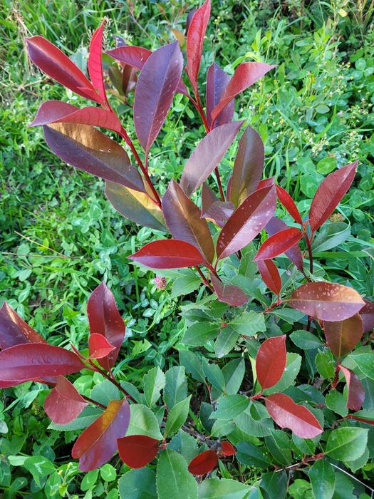 Photinia Red Robin 35-40cm - foarte ramificata