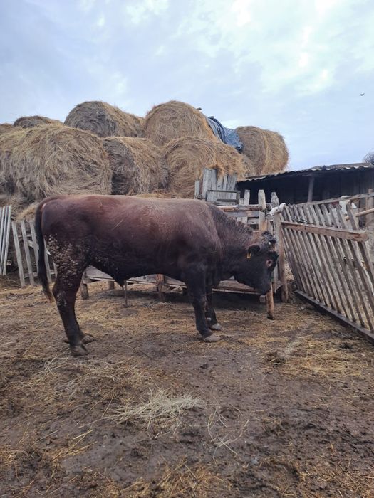 Бычок семинталской парода