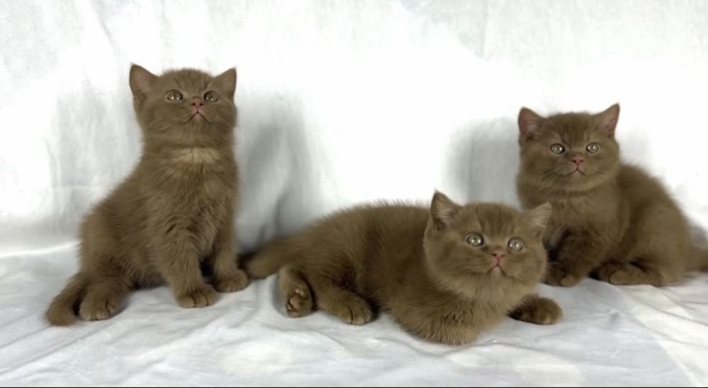 Британская короткошёрстная Котёнок окрас циннамон,