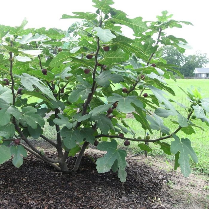 Pomi Fructiferi (Soiuri De Smochini)