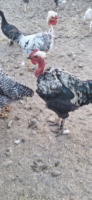 Puicuțe și cocoșei de anul acesta