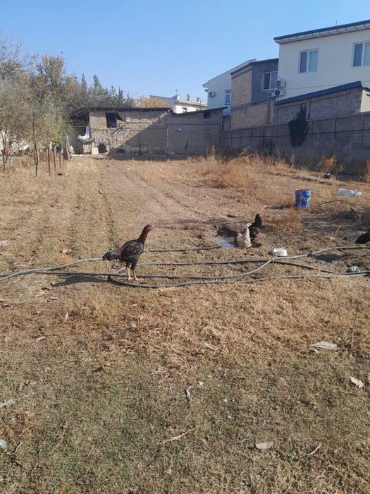 Yer sotiladi 5 sotix