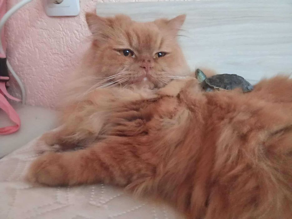 Персийско коте чистокръвно