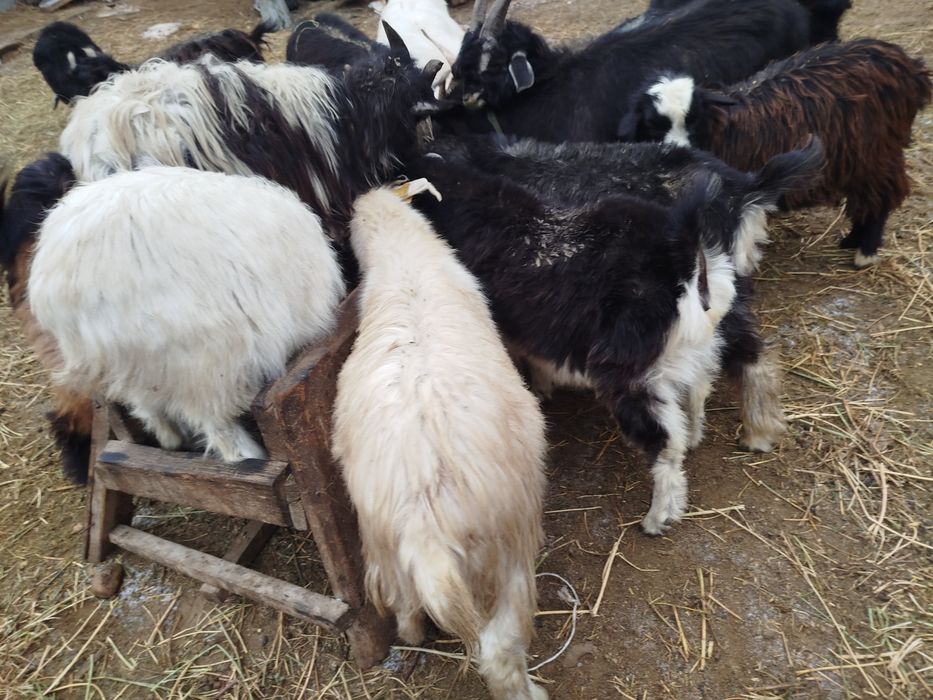 Тушалар ешкілер лақтар